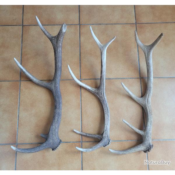 Lot de trois bois de cerf 5 cors