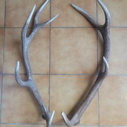 Lot de deux grands bois de cerf 4 et 5 cors