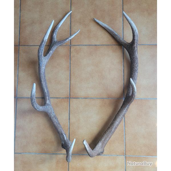 Lot de deux grands bois de cerf 4 et 5 cors