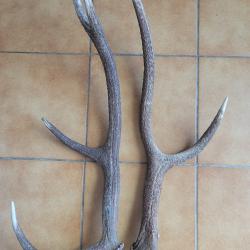 Lot de deux grands bois de cerf 3 et 4 cors
