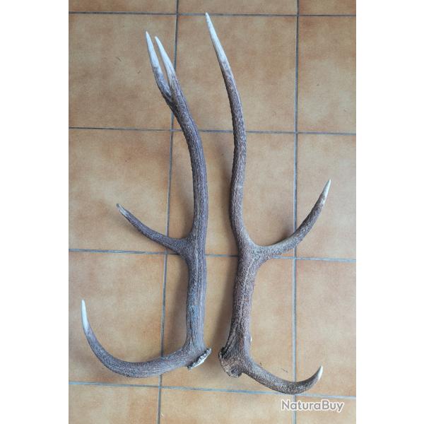 Lot de deux grands bois de cerf 3 et 4 cors
