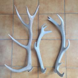 Lot de trois bois de cerf blanchis 5 et 6 cors