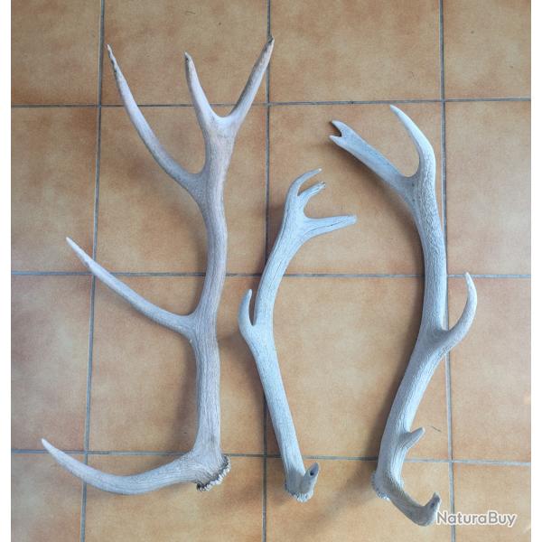 Lot de trois bois de cerf blanchis 5 et 6 cors