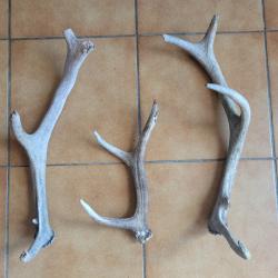 Lot de trois bois de cerf rong&eacute;s 3 et 5 cors