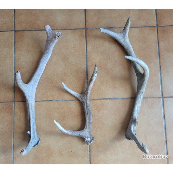 Lot de trois bois de cerf rong�s 3 et 5 cors