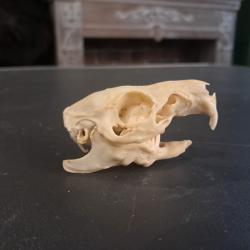Cr&acirc;ne de cochon d'Inde #1004(5)