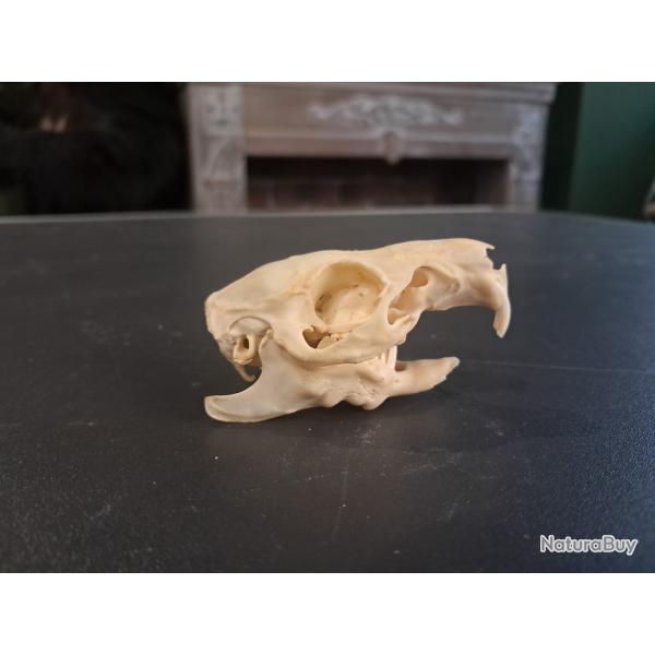 Cr�ne de cochon d'Inde #1004(5)