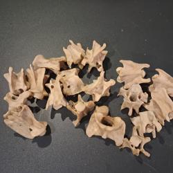 Lot de 17 vert&egrave;bres de chevreuil Europ&eacute;en #0602