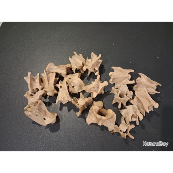 Lot de 17 vert�bres de chevreuil Europ�en #0602