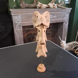 Section de vert&egrave;bres cervicales de cerf sur socle #0602