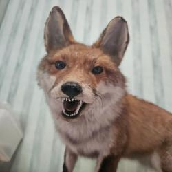 Renard Europ&eacute;en