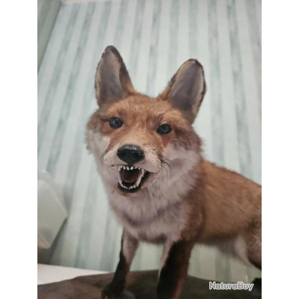 Renard Europ�en