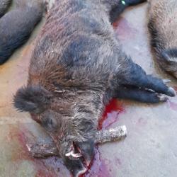 CHASSE AUX GRANDS GIBIERS