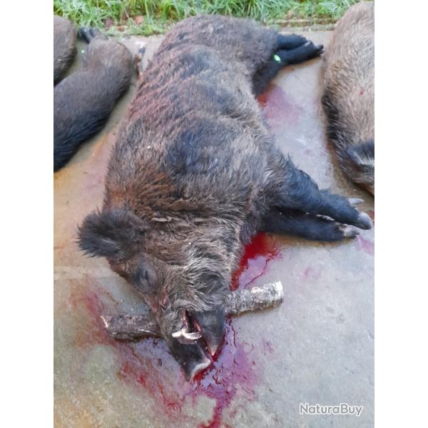 CHASSE AUX GRANDS GIBIERS