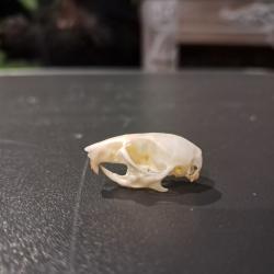 Cr&acirc;ne de souris #0105