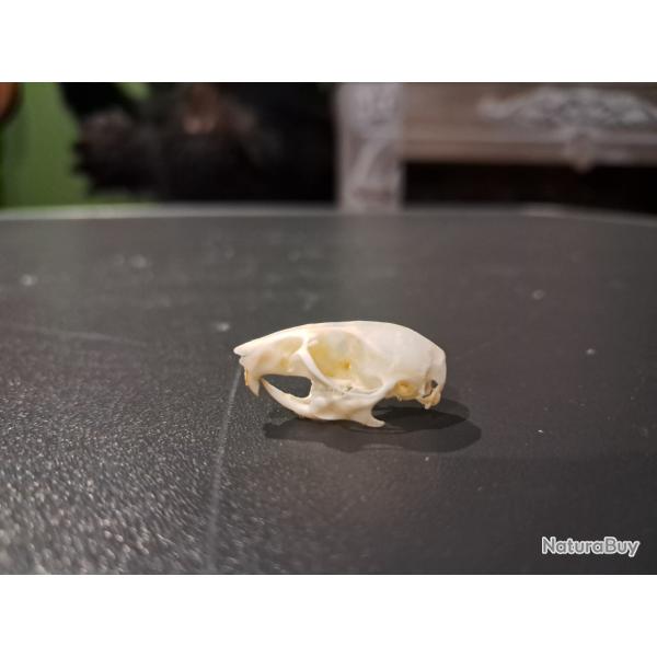 Cr�ne de souris #0105