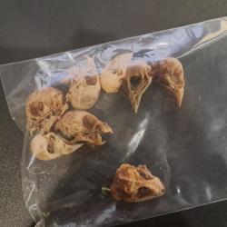 Lot de 7 cr&acirc;nes d'oiseaux + 1 gecko #0303