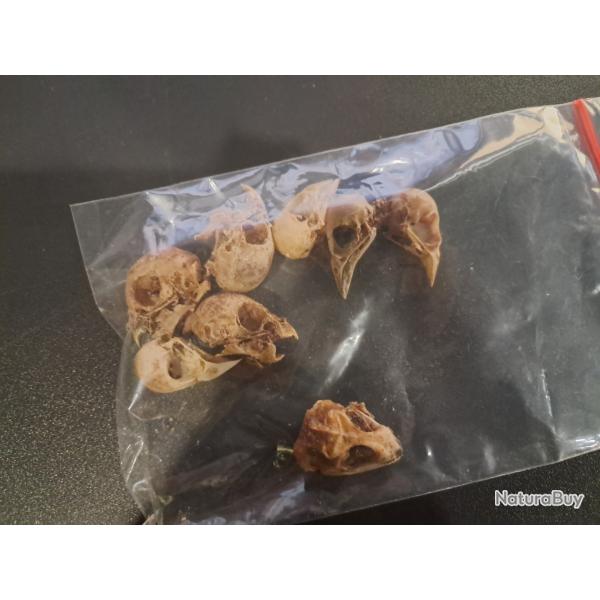 Lot de 7 cr�nes d'oiseaux + 1 gecko #0303