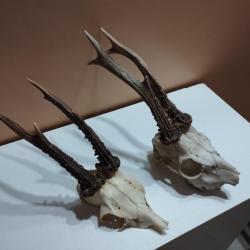 2 TROPHEE DE CHEVREUIL BROCARD BOIS 20/21CM TAXIDERMIE CHASSE