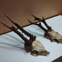 2 TROPHEE DE CHEVREUIL BROCARD BOIS 16/21CM TAXIDERMIE CHASSE