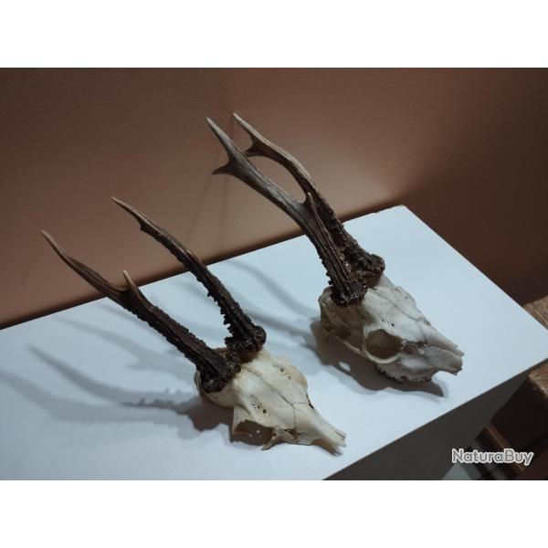 2 TROPHEE DE CHEVREUIL BROCARD BOIS 20/21CM TAXIDERMIE CHASSE