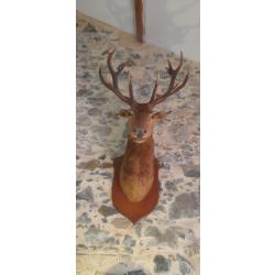 Magnifique T&ecirc;te de Cerf &Eacute;laphe Naturalis&eacute;-Taxidermie Vintage