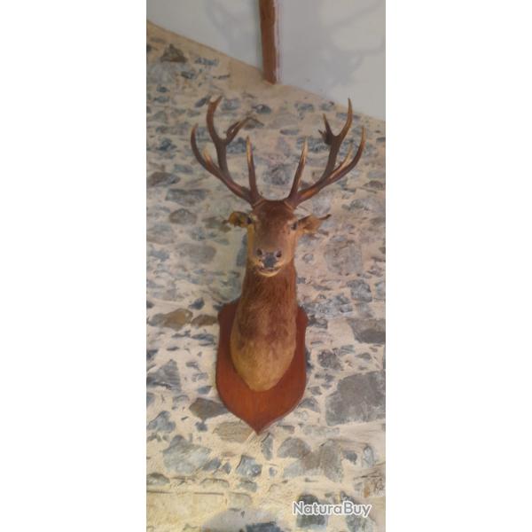 Magnifique T�te de Cerf �laphe Naturalis�-Taxidermie Vintage