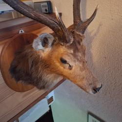 Vends troph&eacute;e T&ecirc;te de cerf de Java 3 cornichons, chass&eacute; &agrave; l'&icirc;le Maurice. TBE.Mont&eacute; sur bois