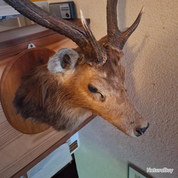 Vends troph�e T�te de cerf de Java 3 cornichons, chass� � l'�le Maurice. TBE.Mont� sur bois