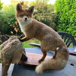 Renard naturalis&eacute; avec sa proie (faisan)