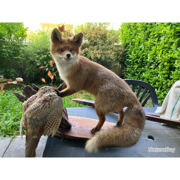 Renard naturalis� avec sa proie (faisan)