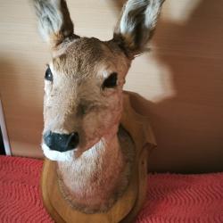 T&ecirc;te de chevreuil