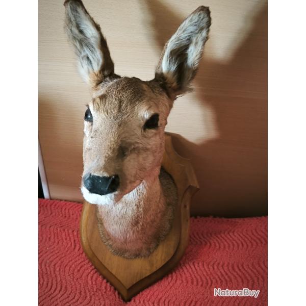 T�te de chevreuil