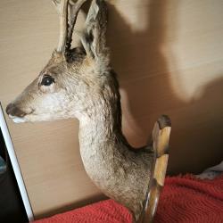 T&ecirc;te de chevreuil brocard