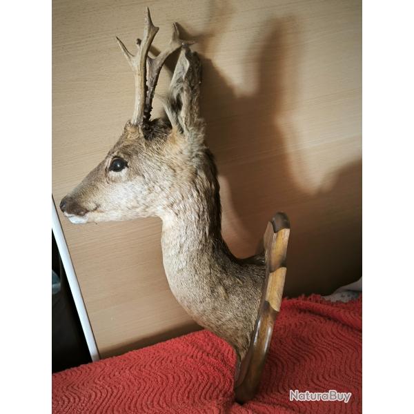 T�te de chevreuil brocard