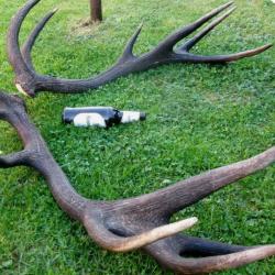 14 cors - Tr&egrave;s grosse paire de mues de cerf &eacute;laphe -