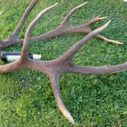 16 cors - Tr&egrave;s grosse paire de mues de cerf &eacute;laphe -