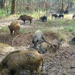Territoire de chasse gros gibier - location - Sologne