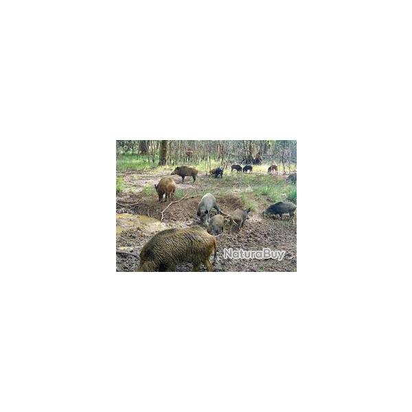 Territoire de chasse gros gibier - location - Sologne