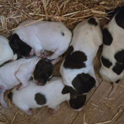 Chiots Braque Fran&ccedil;ais Pyr&eacute;n&eacute;es LOF
