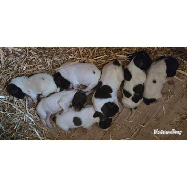 Chiots Braque Fran�ais Pyr�n�es LOF
