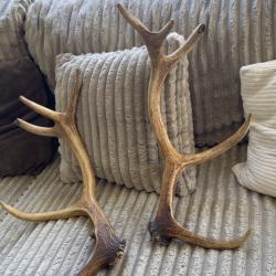 Bois de cerf paires