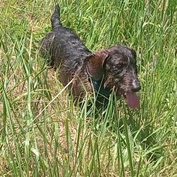 Chiots teckels