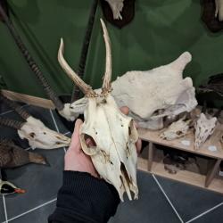 Cr&acirc;ne de chevreuil t&ecirc;te bizarde #070317