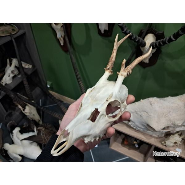 Cr�ne de chevreuil t�te bizarde #070318