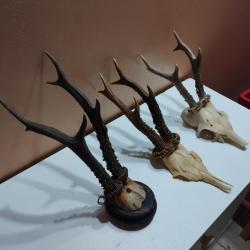 3 TROPHEE DE CHEVREUIL BROCARD 6 CORS BOIS 17/20/23CM TAXIDERMIE CHASSE