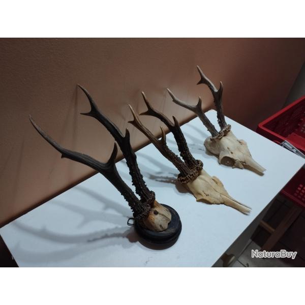 3 TROPHEE DE CHEVREUIL BROCARD 6 CORS BOIS 17/20/23CM TAXIDERMIE CHASSE