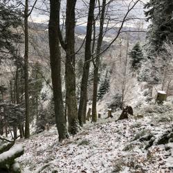 ALSACE