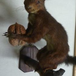 Taxidermie Ecureuil sur une branche