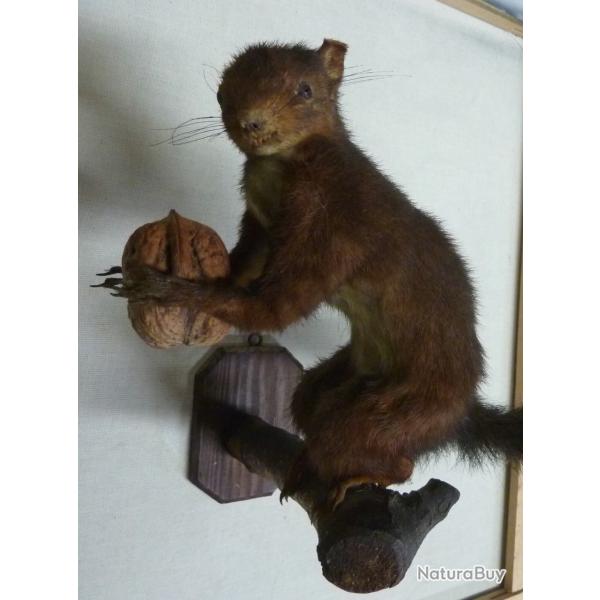 Taxidermie Ecureuil sur une branche